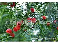 紅豆杉采購(gòu)優(yōu)選指南 沭陽(yáng)縣盛旺園林綠化苗木場(chǎng)供應(yīng)全解析