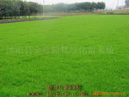 沭陽縣金葉園林綠化苗木場——花卉種子與種苗產(chǎn)品全覽