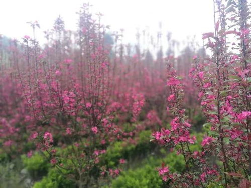 熱烈祝賀四川景秀園林綠化工程有限責(zé)任公司入駐苗木通！李志斌攜團(tuán)隊(duì)打造四川精品園林綠化