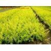 河北園林綠化苗木傻實(shí)在綠化苗木歡迎您_農(nóng)副產(chǎn)品_世界工廠網(wǎng)