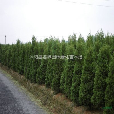 綠色生態(tài)的守護(hù)者 記沭陽(yáng)縣名界園林綠化苗木場(chǎng)